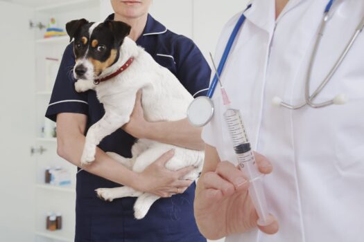 Lack of price transparency in veterinary care